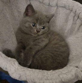 top 10 most strongest dogs